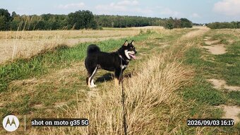 SHIBA INU czteromiesięczny szczeniaczek - 6