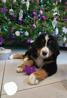 Berneński Pies Pasterski - 6