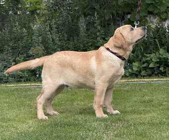 Labrador biszkoptowe szczenięta-psy FCI - 6