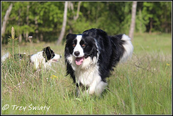 psy szczeniaki Border Collie ZKwP FCI - 6
