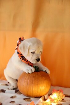 Szczenięta Labrador retriever - 6
