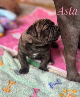 Buldog Staroangielsky - Old English Bulldog - 6