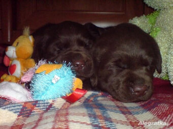 Labrador Retriever z rodowodem ZKwP, FCI Badania Genetyczne - 6