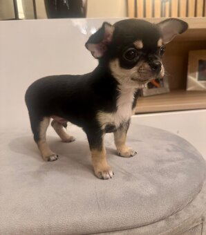 Szczeniaki rasy chihuahua 7tyg - 6