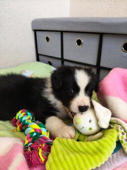 Szczenięta Border Collie ZKwP FCI - 6