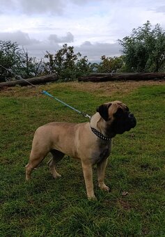 Bulmastif/ Bullmastiff s PP - 6