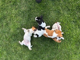 Szczeniaki jack russell terrier suczki i piesek - 6