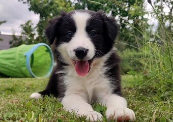 Rasowa suczka border collie z Hodowli, komplet dok. - 6