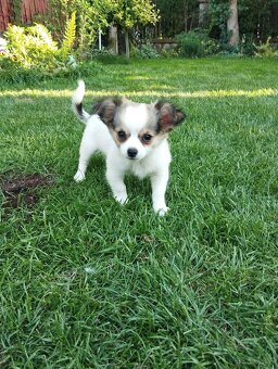 Urocze 9-tygodniowe chihuahua długowłose - 6