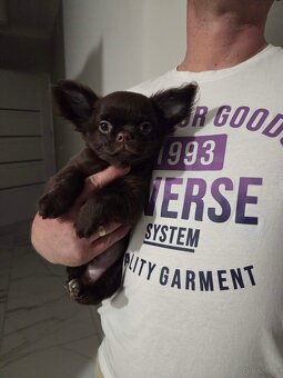 Chihuahua długowłosy - 6