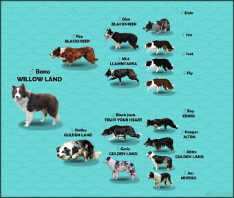 Rasowy pies z pełną dok. przebadani rodzice BORDER COLLIE z - 6