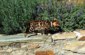 OUR BENGAL KITTENS WITH PEDIGREE CERTIFICATES - 6