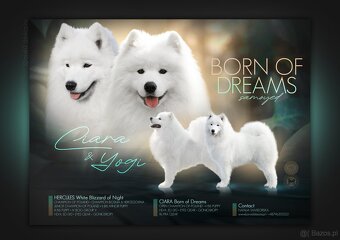 SAMOYED SZCZENIĘTA ZKwP/FCI - 6