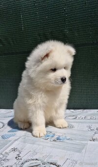 Szczenięta Samojed - 6