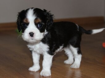 Szczeniaki pieski Cavalier King Charles Spaniel ZKwP FCI - 6