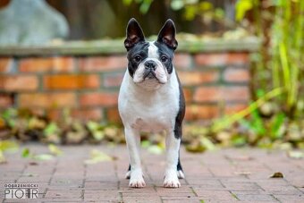 Boston Terrier - 6