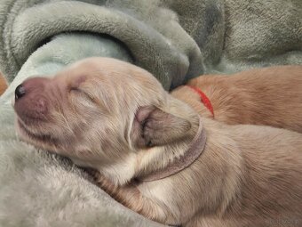 GOLDEN RETRIEVER po championie białe złote biszkoptowe - 6