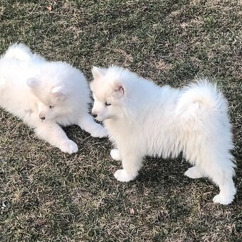 SAMOJED szczenięta - 6