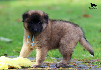 Owczarek belgijski Tervueren - szczenięta z rodowodem - 6