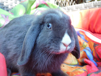 Niebiesko- białe baranki mini lop - 6