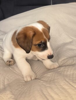 Jack Russell terrier - 6