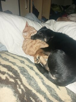 Szukamy dobrych domkow - 6