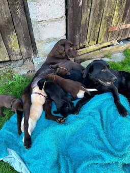 Labrador retriever - 6