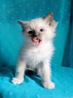 Piękny kocurek Ragdoll z rodowodem i wyprawką - 6