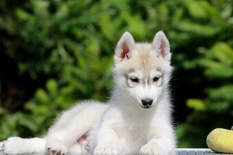 Siberian Husky ZKwP - 6