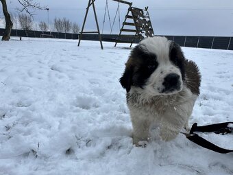Bernardyn szczeniaki - 6