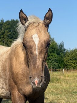 Qh - 6