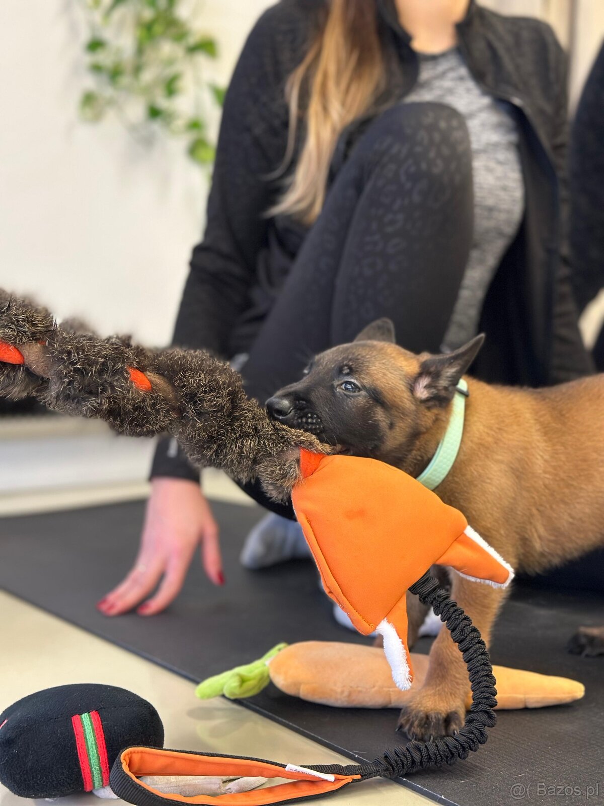 Owczarek belgijski z rodowodem FCI - 7