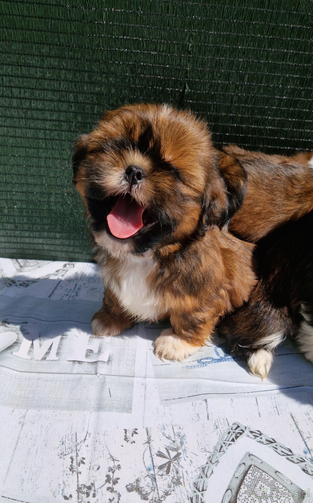 Szczenięta Shih-tzu - 7