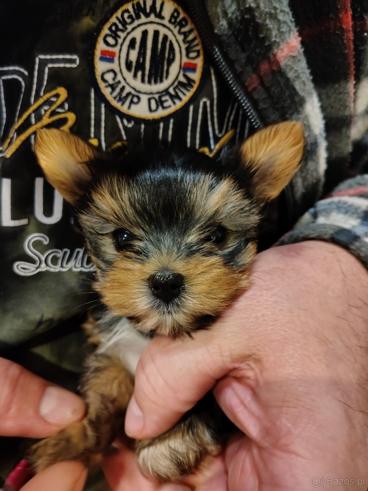 York -suczka szczenie - 7