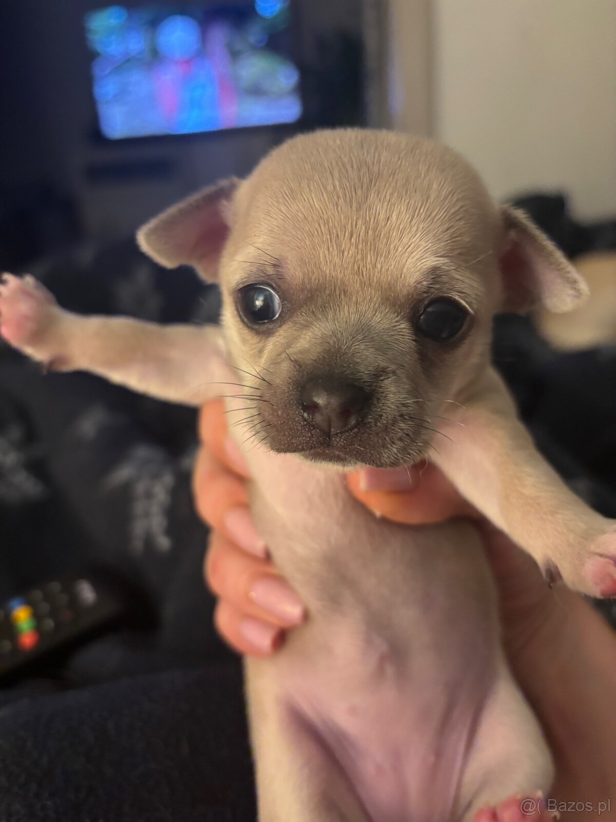 Chihuahua szczenięta krótkowłose - 7