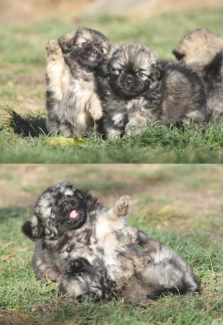 Spaniel tybetański - szczeniak z rodowodem FCI - 7