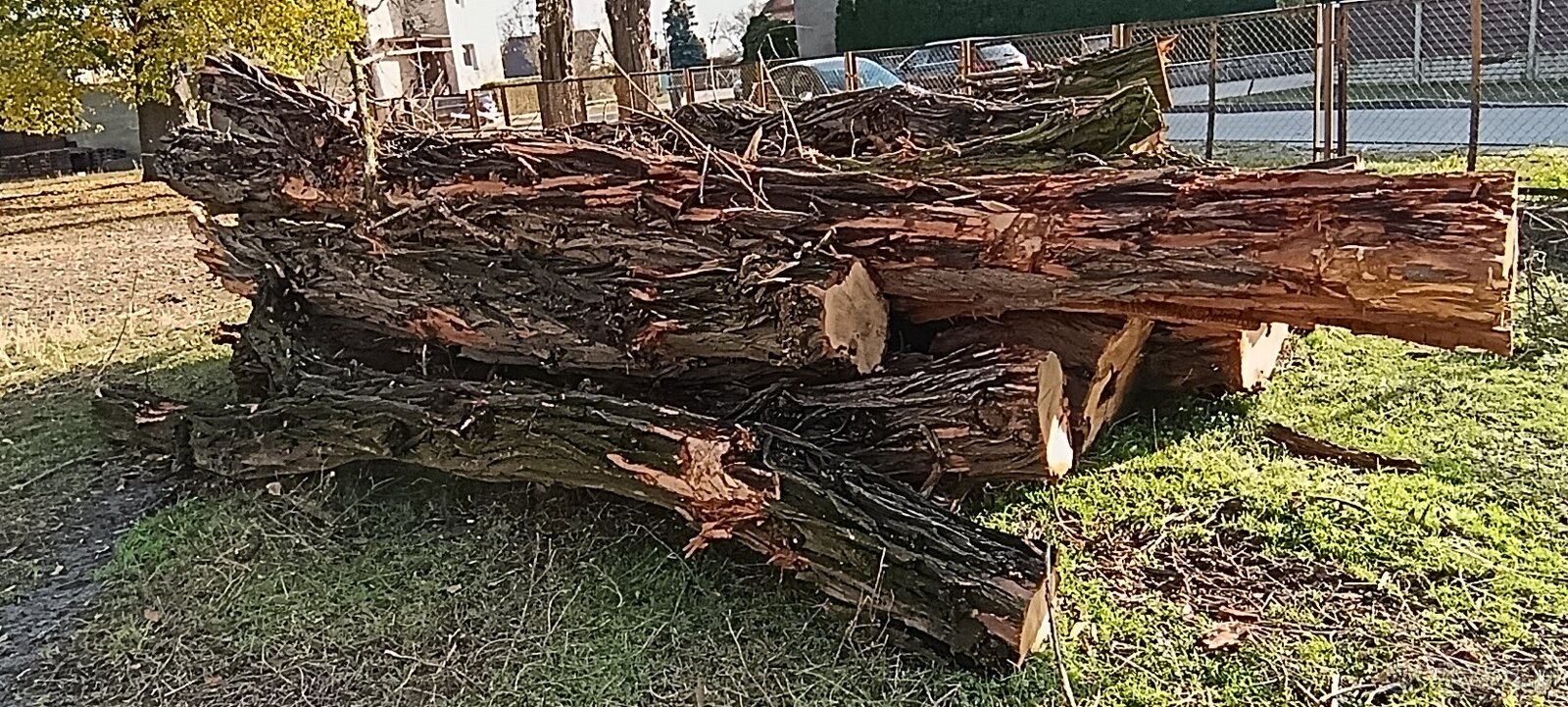 Drewno opałowe – akacja, grube pnie 4–6 m, ok. 10 m³ - 7