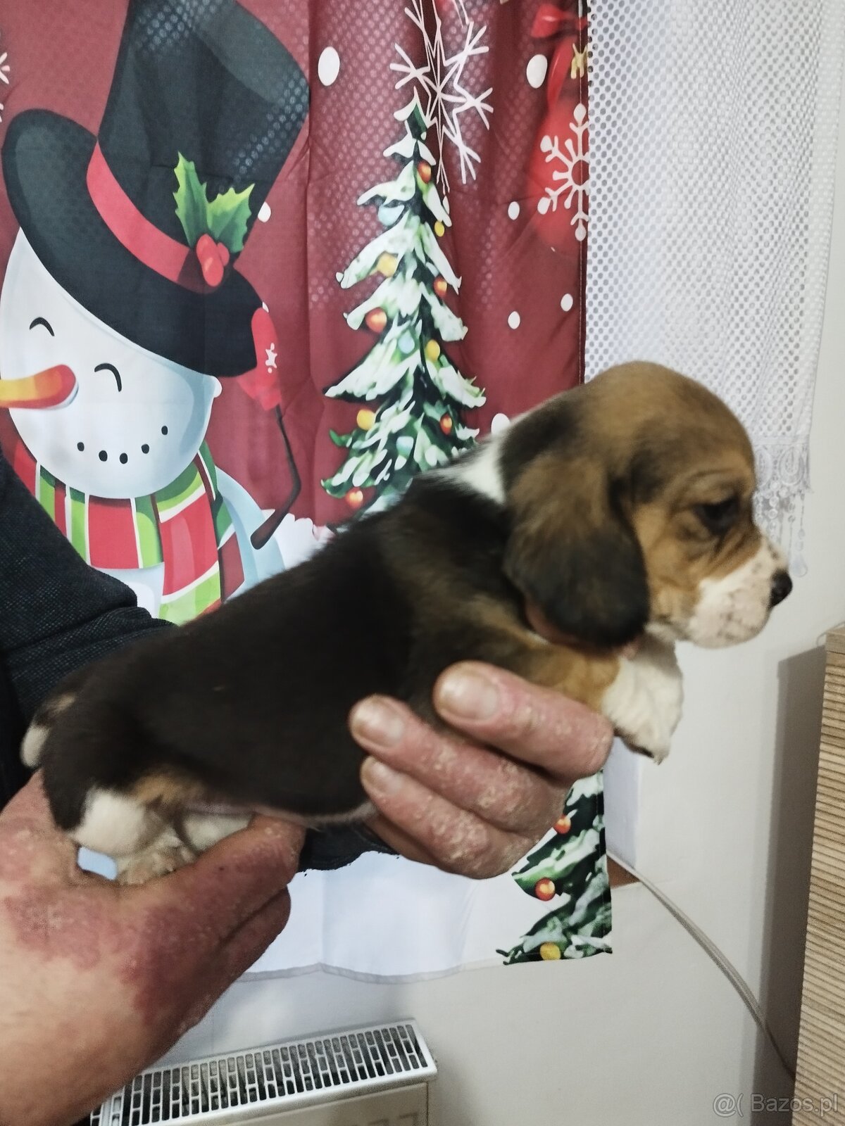 Rodowodowe szczenięta rasy Beagle tricolor, profil DNA - 7