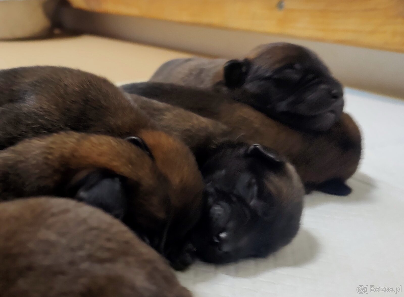 Owczarek Belgijski Malinois FCI - 7