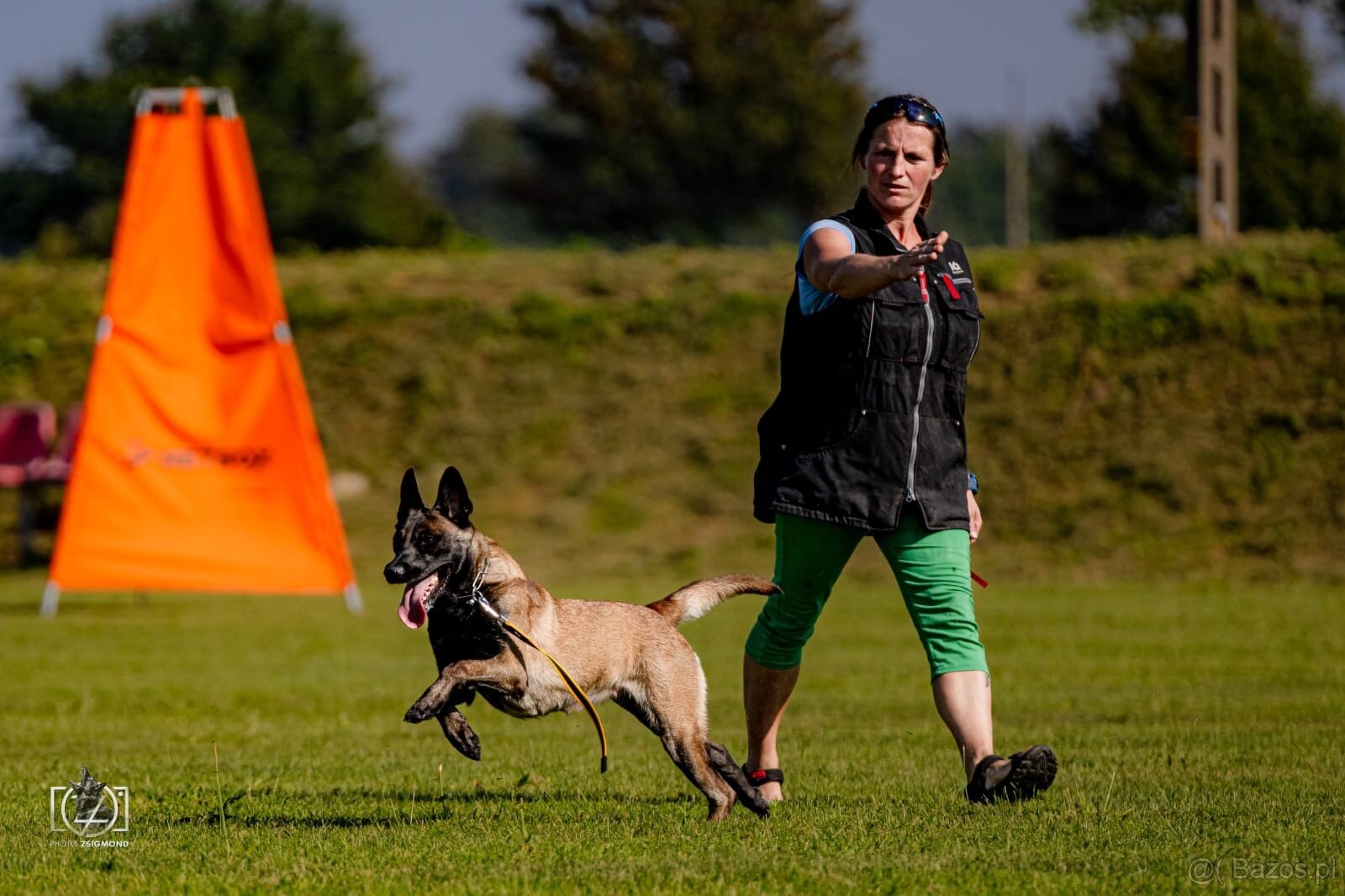 Owczarek Belgijski Malinois FCI/ZKWP - 7