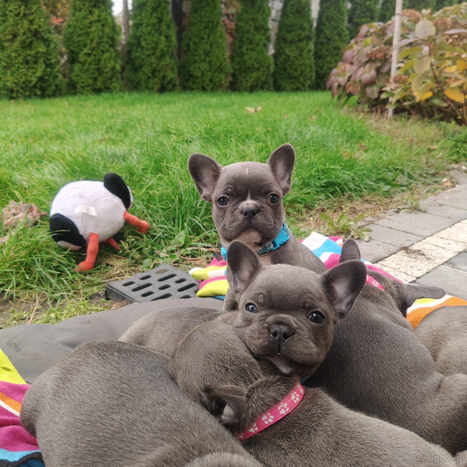 Buldog francuski BLUE niebieski szczeniak suczka pies piesek - 7