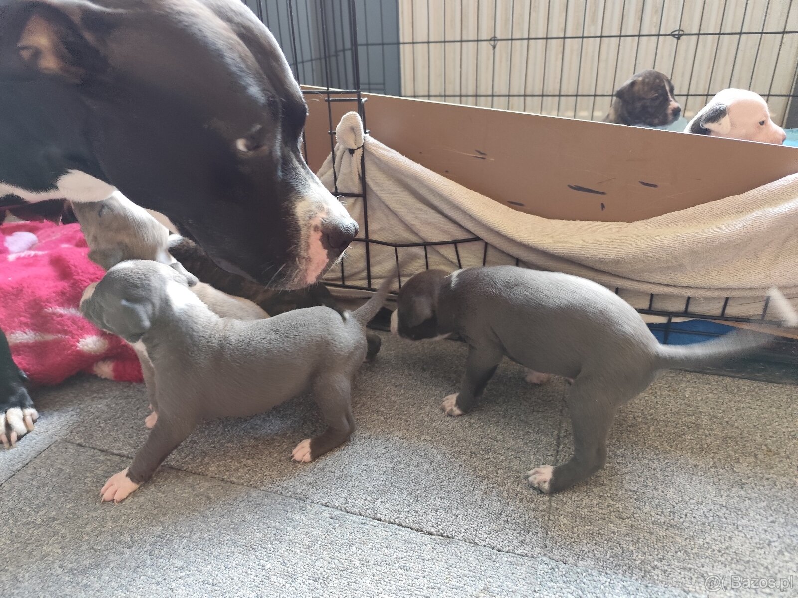 Rezerwacja szczeniąt Amstaff - 7
