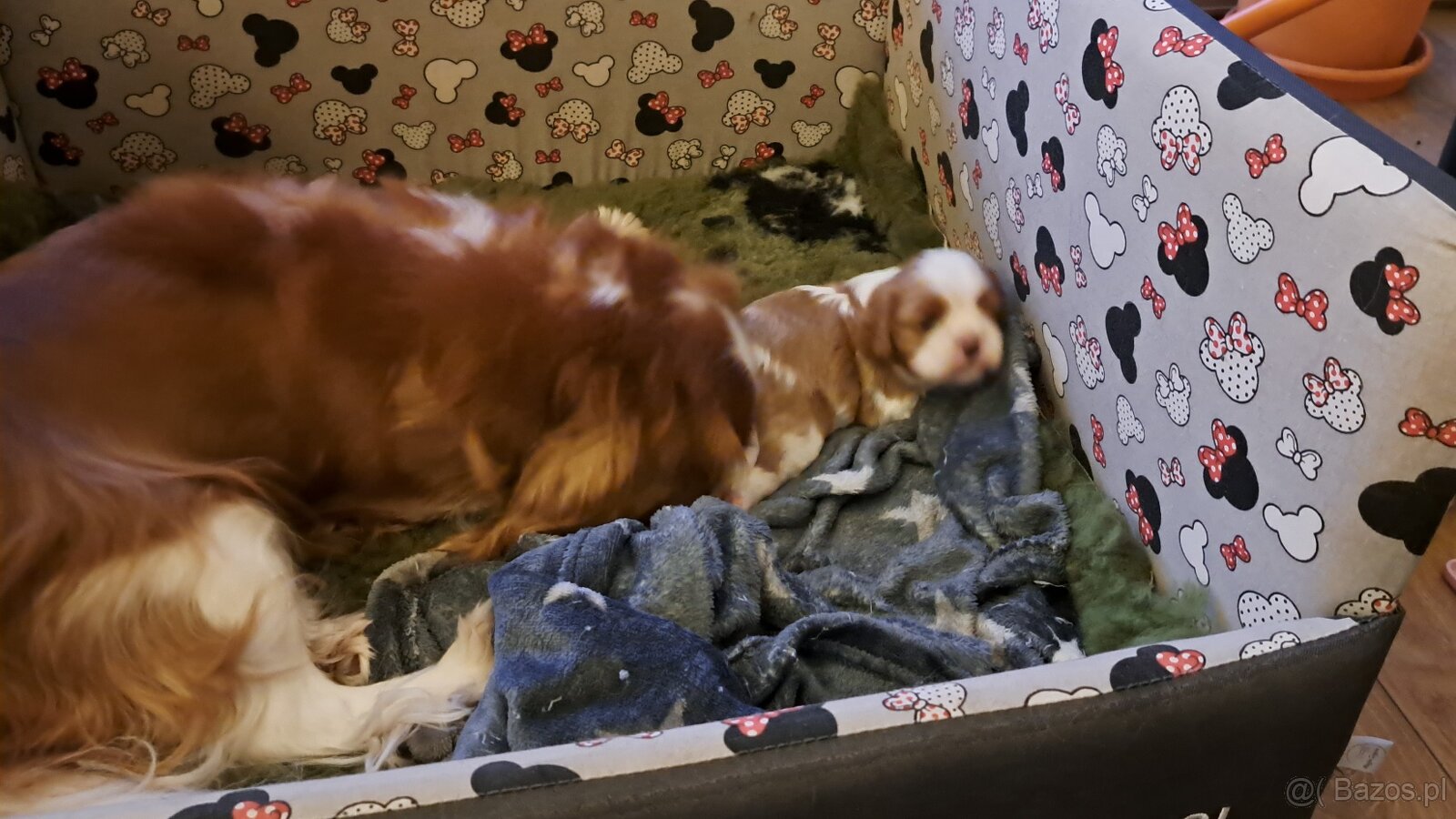 Cavalier King Charles Spaniel fci - 7