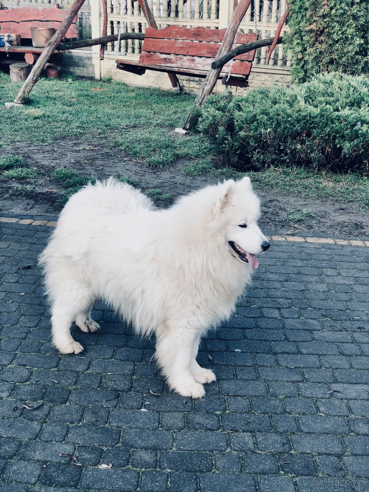 Samoyed Szczenięta - 7