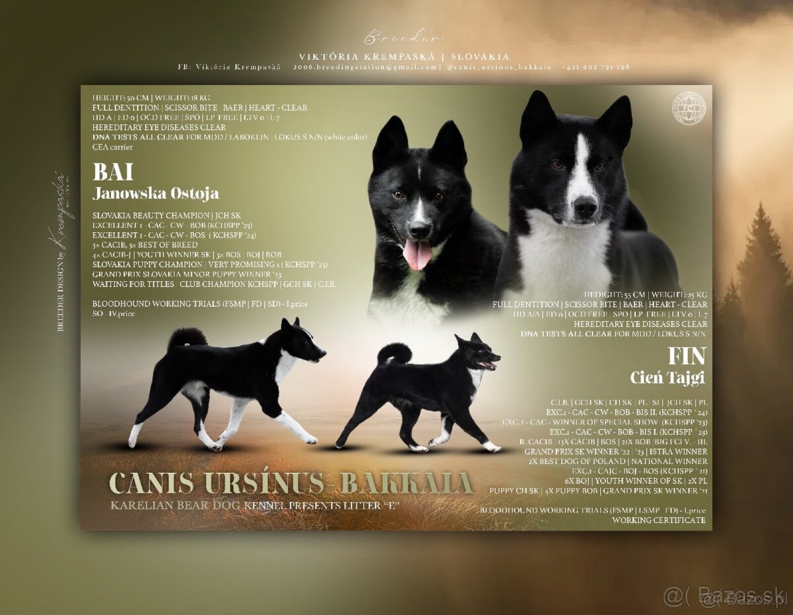 Szczenięta Karelski pies na niedźwiedzie z rodowodem FCI - 7