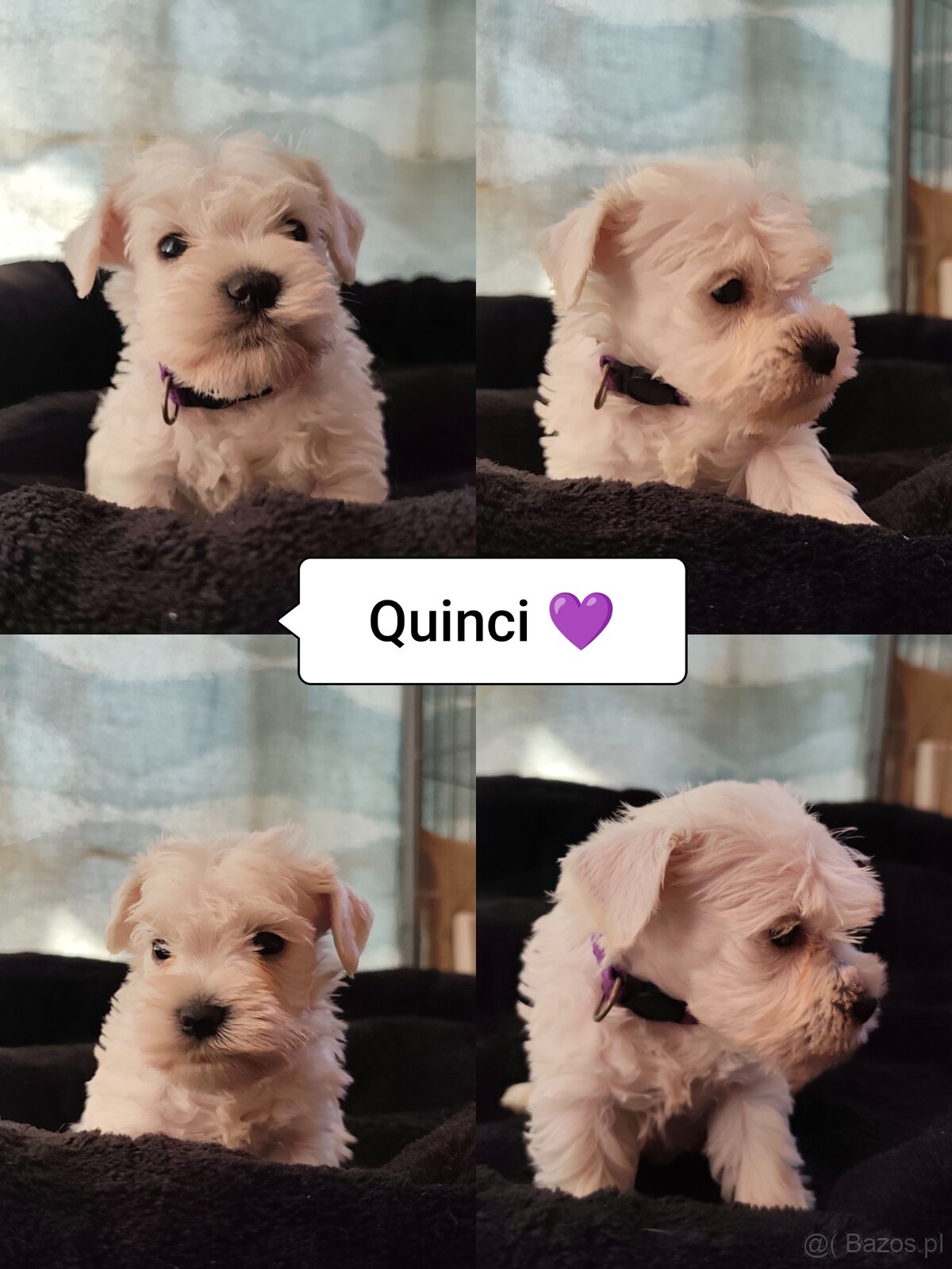 Schnauzer miniatúrne white - 7