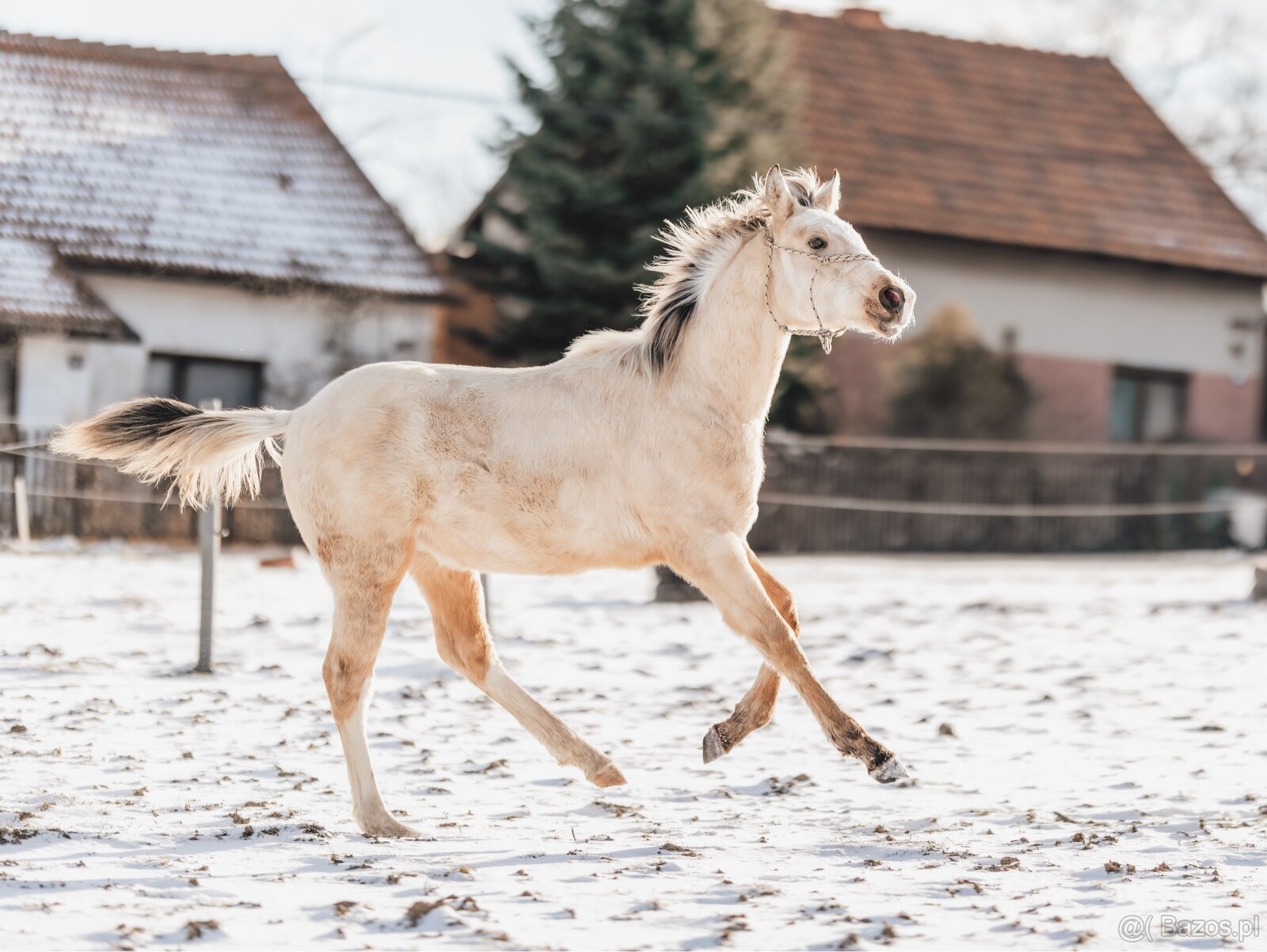 Luksusowy ogierek - 7