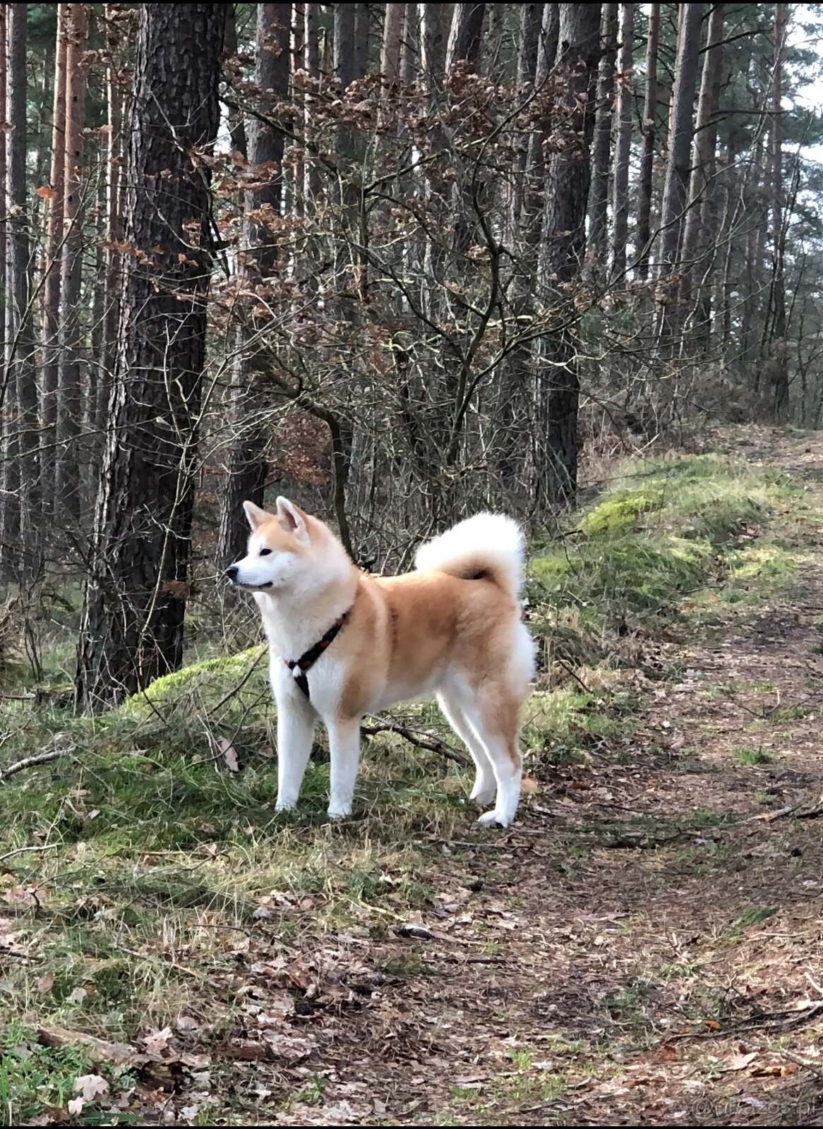 Oddam w dobre ręce cztery urocze szczeniaki akita inu - 7