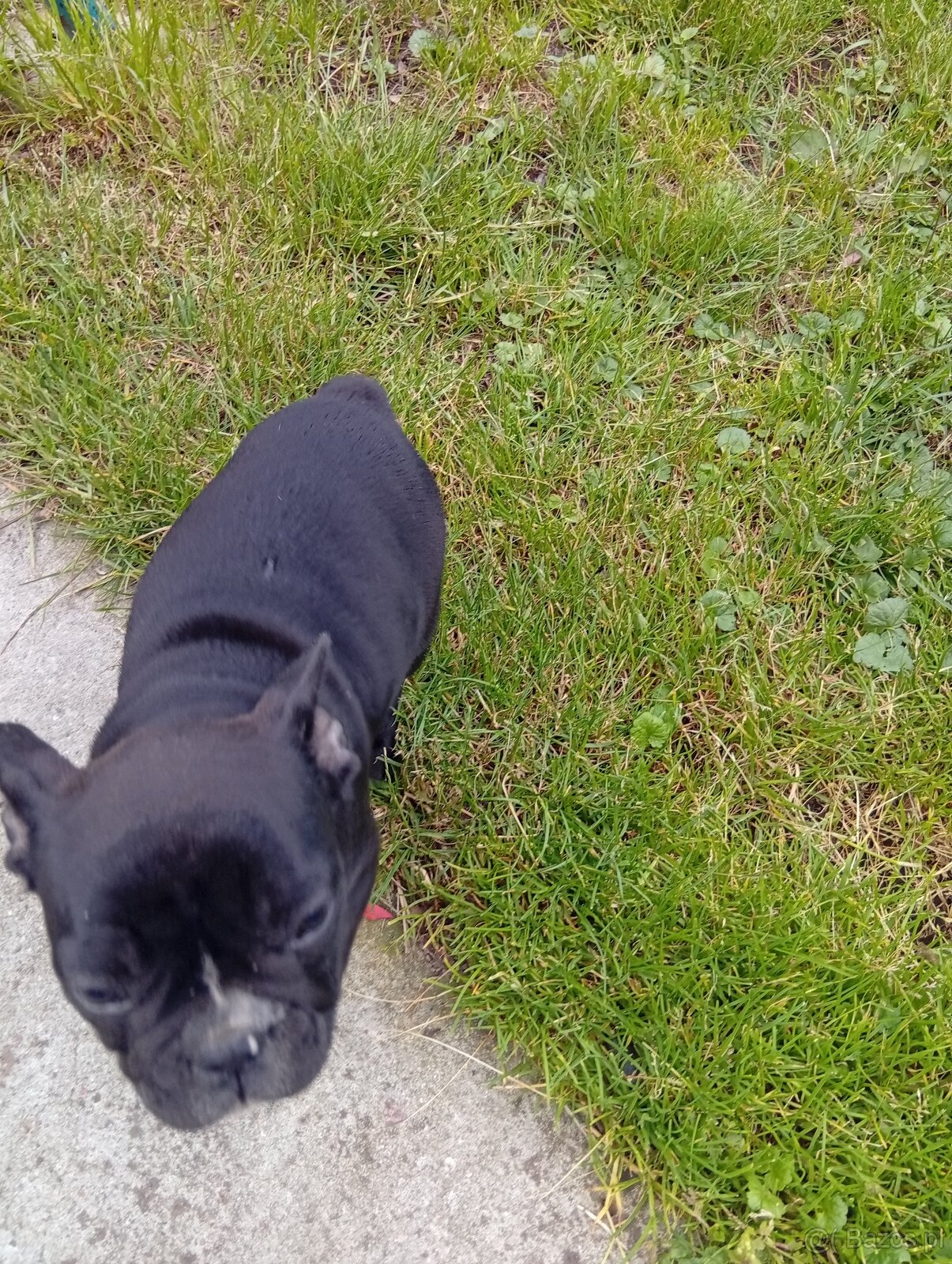 Buldog francuski - 7