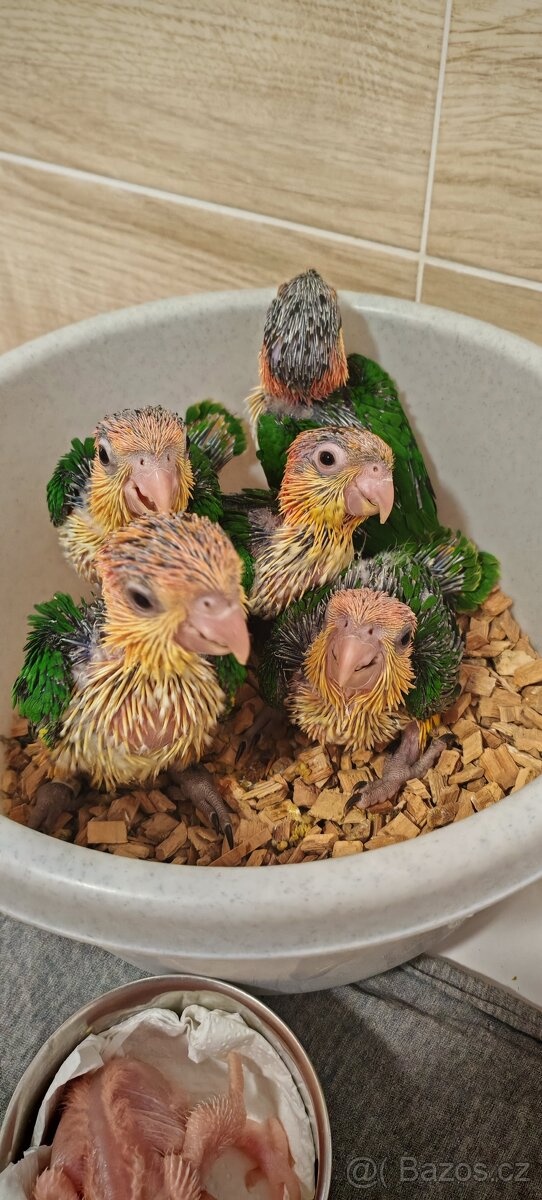 barwinka białobrzucha - 7